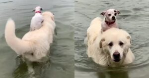 Golden Retriever e Chihuahua condividono una splendida amicizia