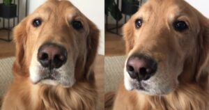 Non crederai al motivo per il quale questo Golden Retriever è diventato famoso (VIDEO)