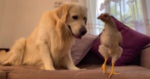 Golden Retriever e un pollo stringono amicizia