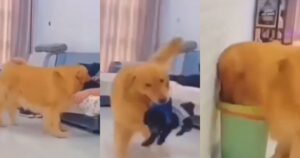 Golden Retriever geloso vede il suo proprietario dormire con un altro cucciolo e getta il fratellino nella spazzatura (VIDEO)