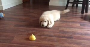 Golden Retriever gioca con un limone e quello che succede dopo lascia tutti a bocca aperta (VIDEO)