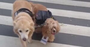 Golden Retriever guida il suo fratello più anziano (VIDEO)