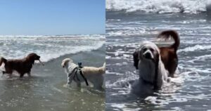 Cagnolino corre in mare a prendere il bastone al Golden Retriever che ha paura delle onde (VIDEO)