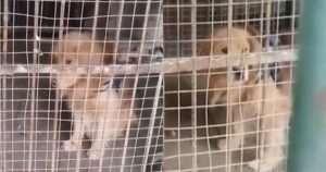 Golden Retriever in gabbia in uno zoo