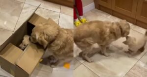 Golden Retriever incontra il suo fratellino per la prima volta