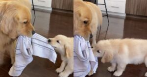 Golden Retriever insegna al cucciolo a rubare lo strofinaccio
