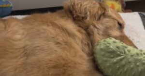 Golden Retriever mangia una caramella per strada e rischia di morire (VIDEO)