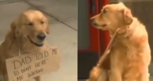 Golden Retriever obbediente indossa un cartello mentre aspetta il suo proprietario che esca dal negozio: “sto aspettando” (VIDEO)