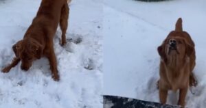 Golden Retriever piange in quanto è convinto che il suo proprietario sia uscito a giocare senza di lui (VIDEO)