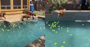 Golden Retriever si tuffano nella piscina piena di palline mostra come dovrebbe essere il loro paradiso (VIDEO)