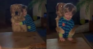 Golden Retriever ricambia l’abbraccio del fratellino umano (VIDEO)