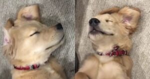 Golden Retriever riceve un massaggio e il tenero video diventa virale (VIDEO)