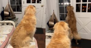 Golden Retriever rivedono la loro proprietaria