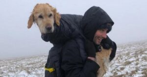 Golden Retriever salvato dopo due settimane sulla montagna ghiacciata (VIDEO)