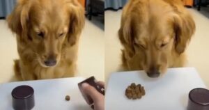 Golden Retriever scopre che c’è più cibo nelle vicinanze (VIDEO)