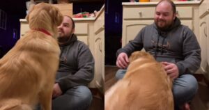 Golden Retriever si addormenta quando il suo proprietario gli canta una canzone
