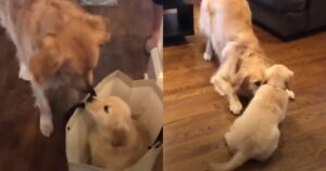 Golden Retriever si intenerisce quando incontra il suo cucciolo per la prima volta (VIDEO)