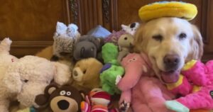 Golden Retriever traumatizzato ha passato tutta la vita a partorire ma adesso ha imparato a essere felice (VIDEO)