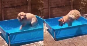 Golden Retriever non smette di tuffarsi in piscina e diventa virale