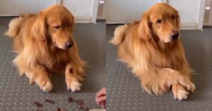 Golden Retriever utilizza un trucco per mangiare uno snack