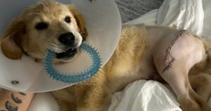 Hotch il Golden Retriever conosce la cattiveria umana