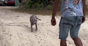 Cagnolino e vecchio padrone si ritrovano insieme di nuovo dopo 10 anni dall’ultimo incontro (VIDEO)