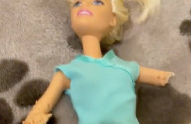 cagnolino Barbie distrutta