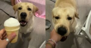 Labrador ama follemente il gelato e lo mangia tra le mani della sua proprietaria