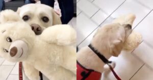 Labrador d’assistenza sceglie l’orso che più gli piace in un negozio di giocattoli (VIDEO)