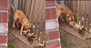 Labrador scava una buca per far entrare la sua amica