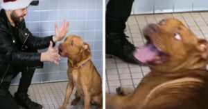 Mago organizza uno spettacolo di magia in un rifugio per convincere le persone ad adottare dei cagnolini (VIDEO)