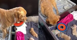 Golden Retriever mamma è sconvolta in quanto i cuccioli appena nati non possono giocare con lei (VIDEO)