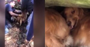 Mamma Golden Retriever salva la sua cucciola da sotto un masso