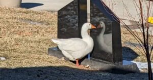 Oca vedova cerca nel cimitero il proprio compagno di vita riesce a ritrovare l’amore grazie a un post su Facebook (VIDEO)