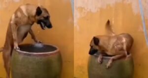 Cagnolina è entusiasta di aver trovato un barile pieno d’acqua: il caldo era insopportabile (VIDEO)
