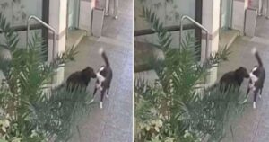 Cagnolino corre incontro al suo migliore amico: il momento di gioia ripreso da una telecamera (VIDEO)