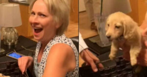 Una sorpresa speciale per l’anniversario di matrimonio: Il cagnolino Max (VIDEO)