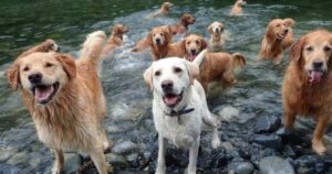 Raduno di Golden Retriever nel Fiume diventa virale nel web (VIDEO)