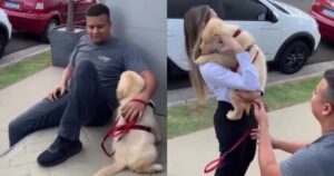 regala un cucciolo di Golden Retriever alla sua ragazza