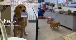 Cucciola di Golden Retriever ruba lo stipendio del suo umano (VIDEO)