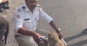 L’agente si ferma per dare aiuto a un scimmia che stava morendo di sete (VIDEO)