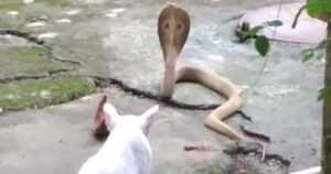 Gattino affronta un cobra per impedirgli di entrare in casa dalla sua famiglia (VIDEO)