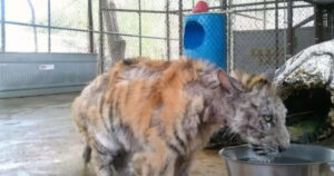 Tigre morente viene salvata da un circo e 7 mesi dopo, è irriconoscibile (VIDEO)