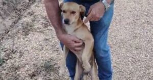 Chiama la polizia per fare arrestare un cagnolino davvero troppo monello (VIDEO)