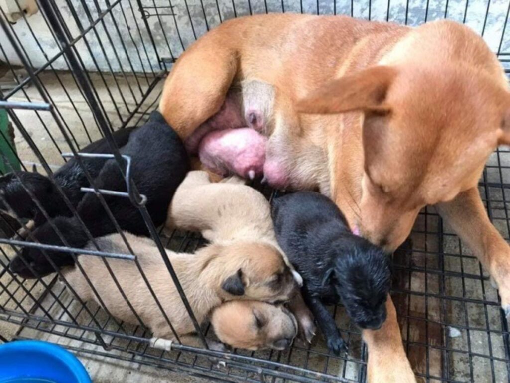 Ripreso dalle telecamere mentre abbandona cagnolina e i suoi cuccioli