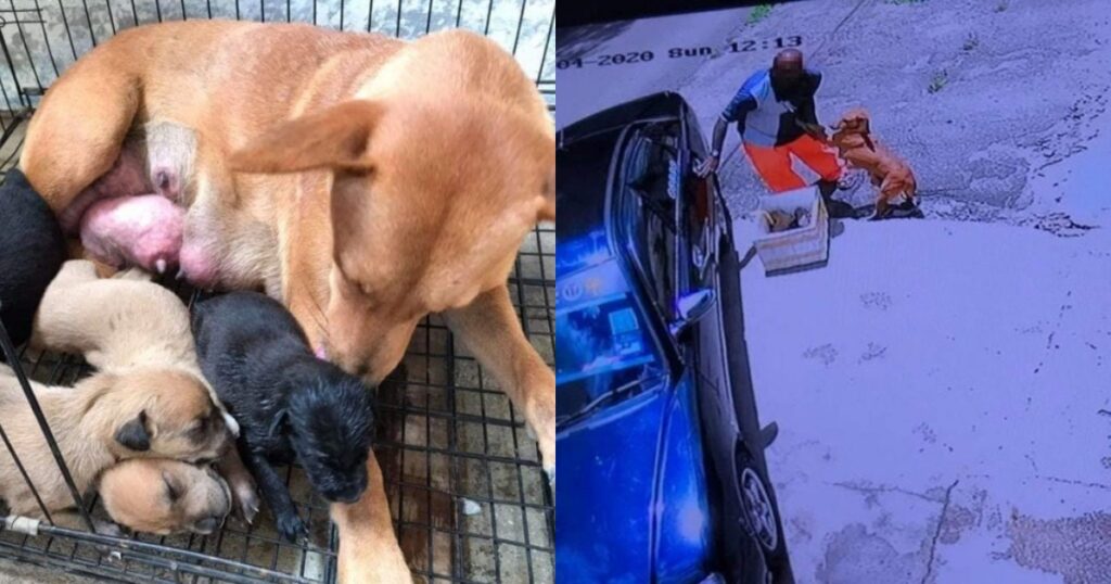 Ripreso dalle telecamere mentre abbandona cagnolina e i suoi cuccioli