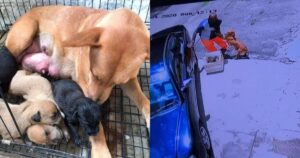 Cagnolina mamma e i cuccioli appena nati vengono abbandonati dal loro padrone. Lei lo implora di ripensarci