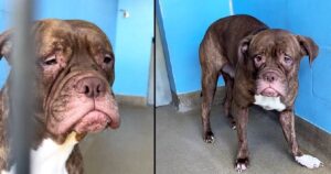 Cagnolino più triste del mondo riceve una sorpresa che gli cambia la vita (VIDEO)