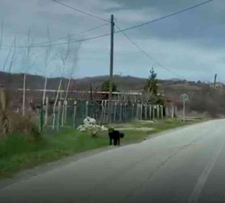 cagnolino abbandonato serbia