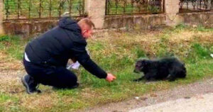 Cagnolino abbandonato sul ciglio della strada ha riacquistato fiducia nell’uomo dopo aver ricevuto amore (VIDEO)